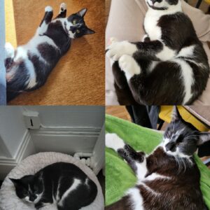 Guiness (ex Trèfle)