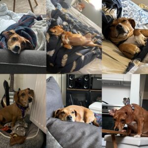 Layla (ex Sissi)