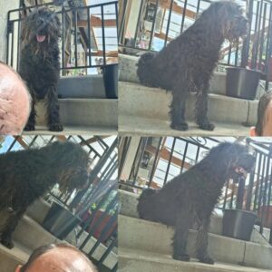 Tobby