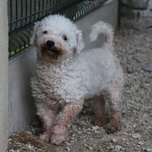 Adoption animaux 18 NOOKI