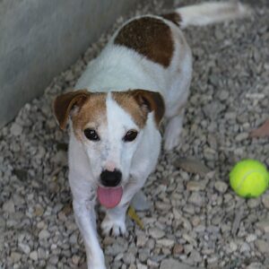 Adoption animaux 17 OLYA