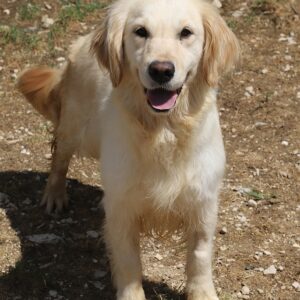 Adoption animaux 16 TOP