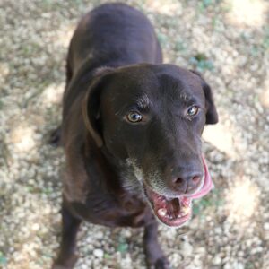 Adoption animaux 15 PEXY