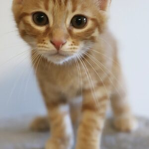 Adoption animaux 11 KING