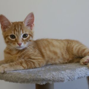 Adoption animaux 7 KONG