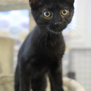 Adoption animaux 8 HENRY
