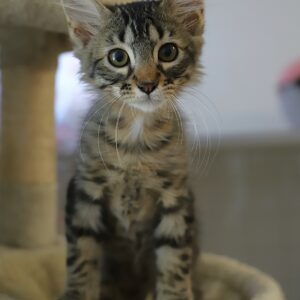 Adoption animaux 6 BERLIOZZ