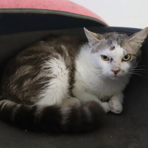 Adoption animaux 12 GIMLY