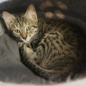 Adoption animaux 10 MARKYSE