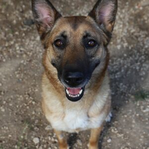 Adoption animaux 9 THEA