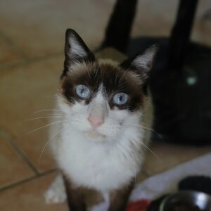 Adoption animaux 3 FLOCON