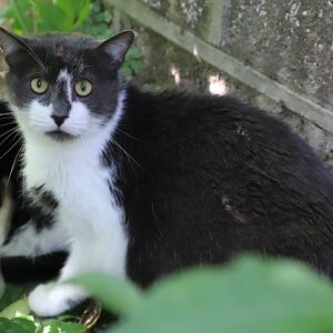 Adoption animaux 4 MERLIN