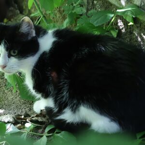 Adoption animaux 5 BOUBOULE