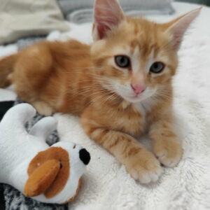 SIMBA