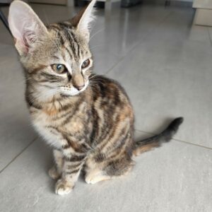 NALA