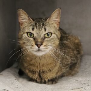 Adoption animaux 5 WICHITA