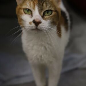 SAMINA