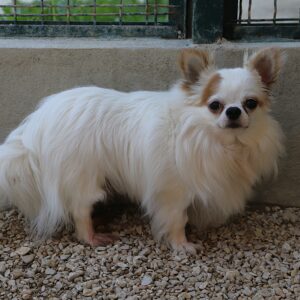 Adoption animaux 12 JASPER JUNIOR