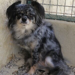 Adoption animaux 11 MERLUCHE