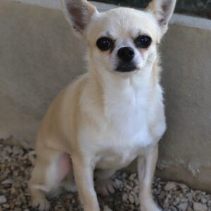Adoption animaux 10 NELFY