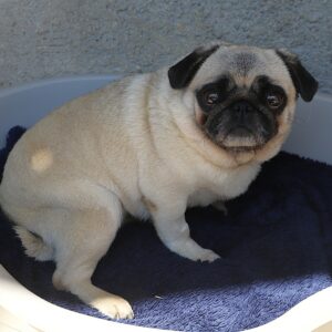 Adoption animaux 9 PRINCESSE