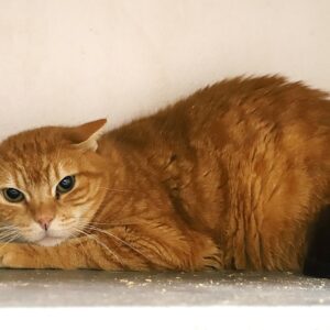 Adoption animaux 4 RENARDO