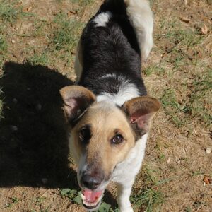 Adoption animaux 3 SELENIA