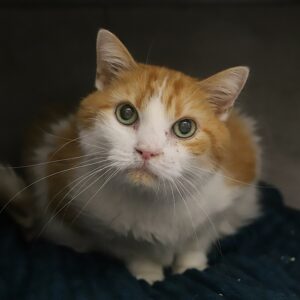 WILLOW