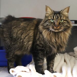 Adoption animaux 32 SKY
