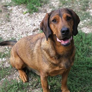 SCOOBY