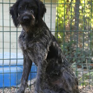 Adoption animaux 28 NOE