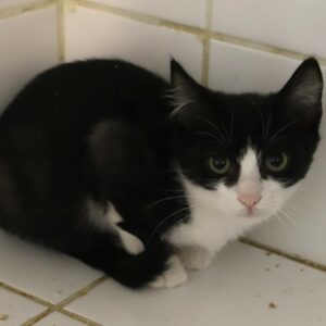 OREO