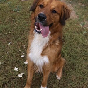 Adoption animaux 23 BAKOU