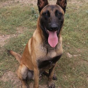 Adoption animaux 22 ACE