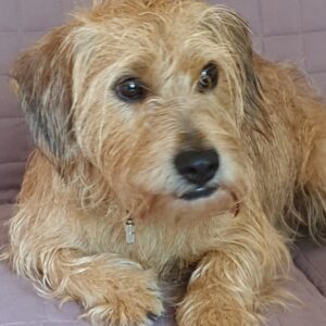 Paddy