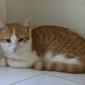 ABRICOT