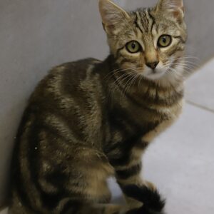 PEPITE