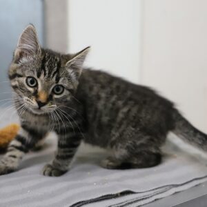 Adoption animaux 6 SOURIRE