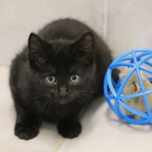 Adoption animaux 5 LEMAL