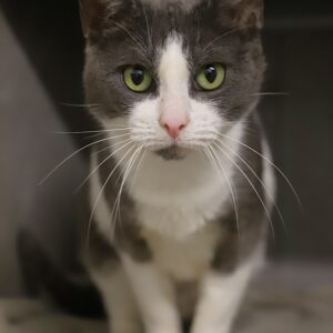 NOVA