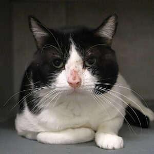 OREO