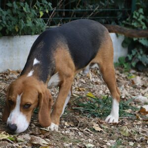 Adoption animaux 17 BARNABE