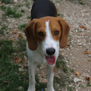 Adoption animaux 16 GUNTHER