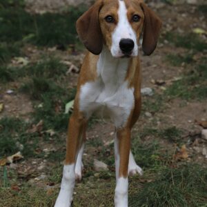Adoption animaux 15 PLUTO