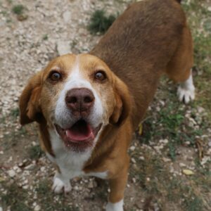 Adoption animaux 14 NINO