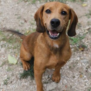 Adoption animaux 12 OPIUM