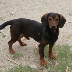 Adoption animaux 11 TOBY