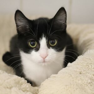 Adoption animaux 27 OREO
