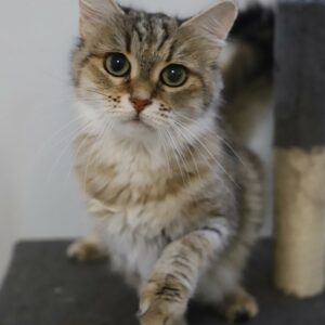 MYMIE