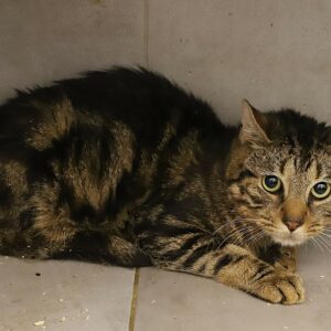 Adoption animaux 14 BERLIOZ